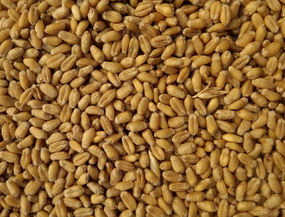 Golden wheat grains